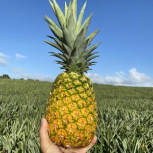 tropical pineapples wholesale