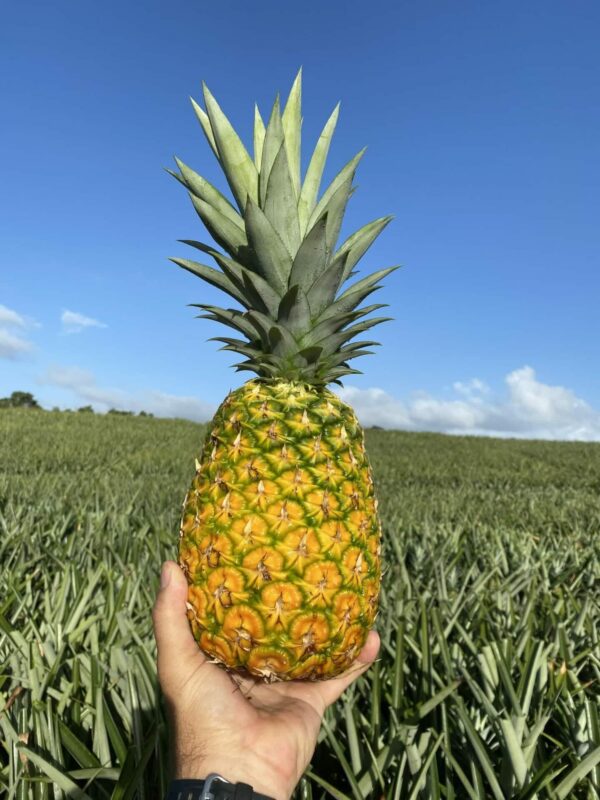 tropical pineapples wholesale